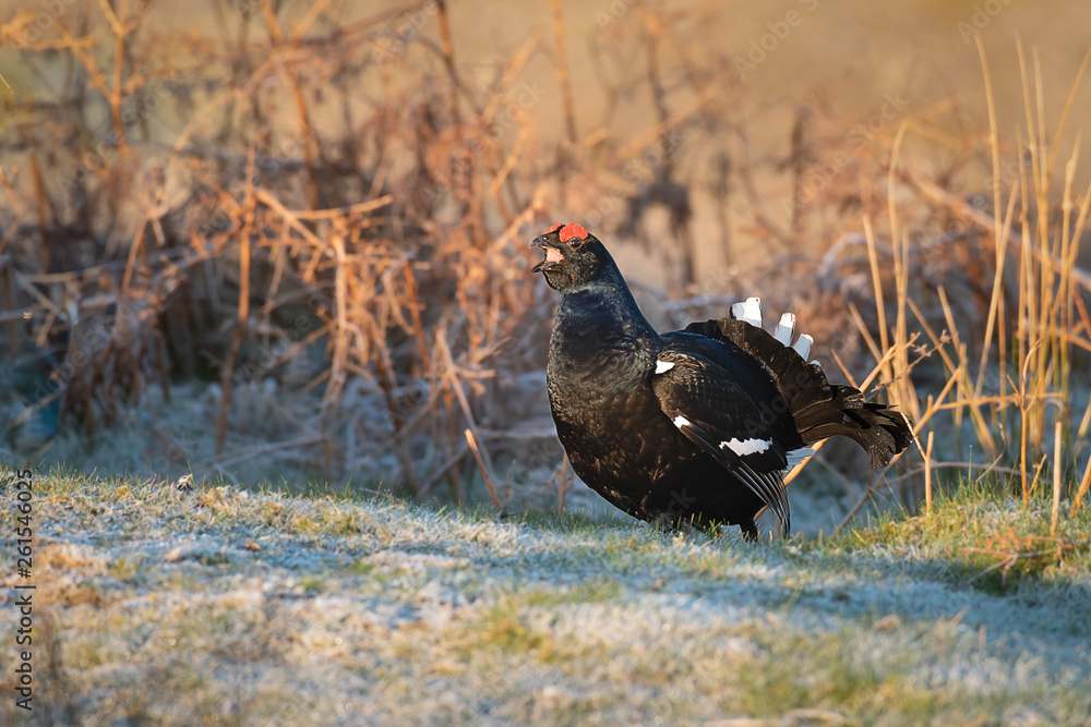 A profile portrait of a black grouse standing in the sunshine with its beak open calling A profile portrait of a black grouse standing in the sunshine with its beak open calling