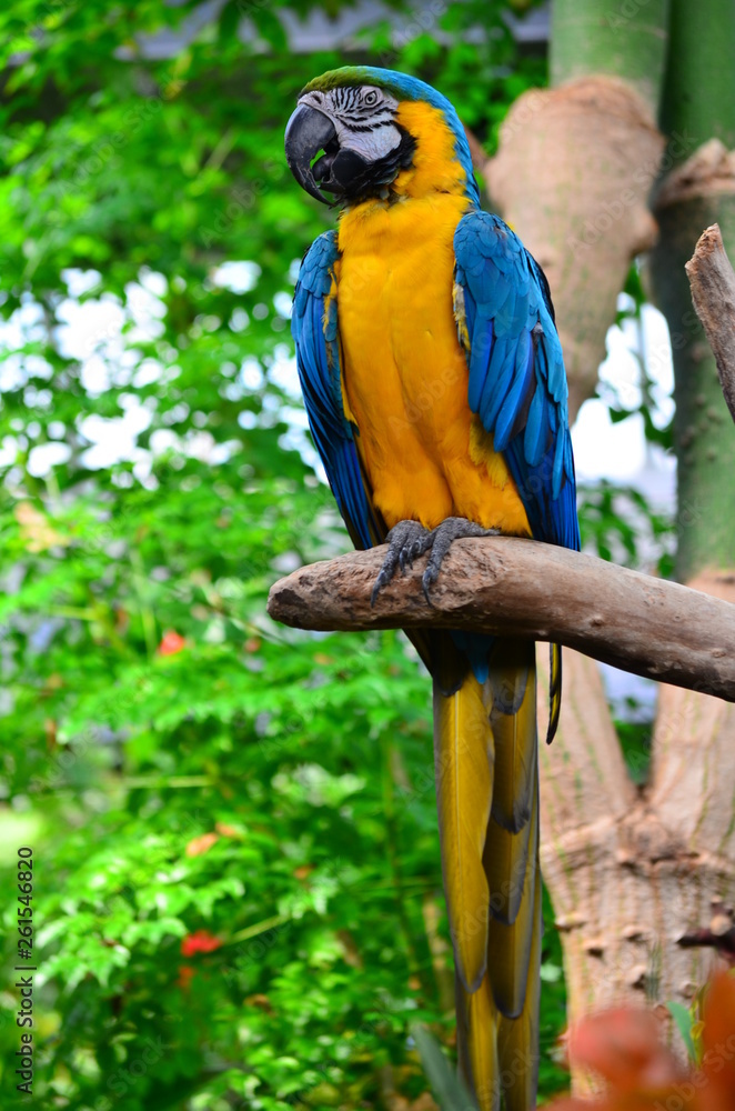 Obraz premium Blue Macaw (Ara ararauna)