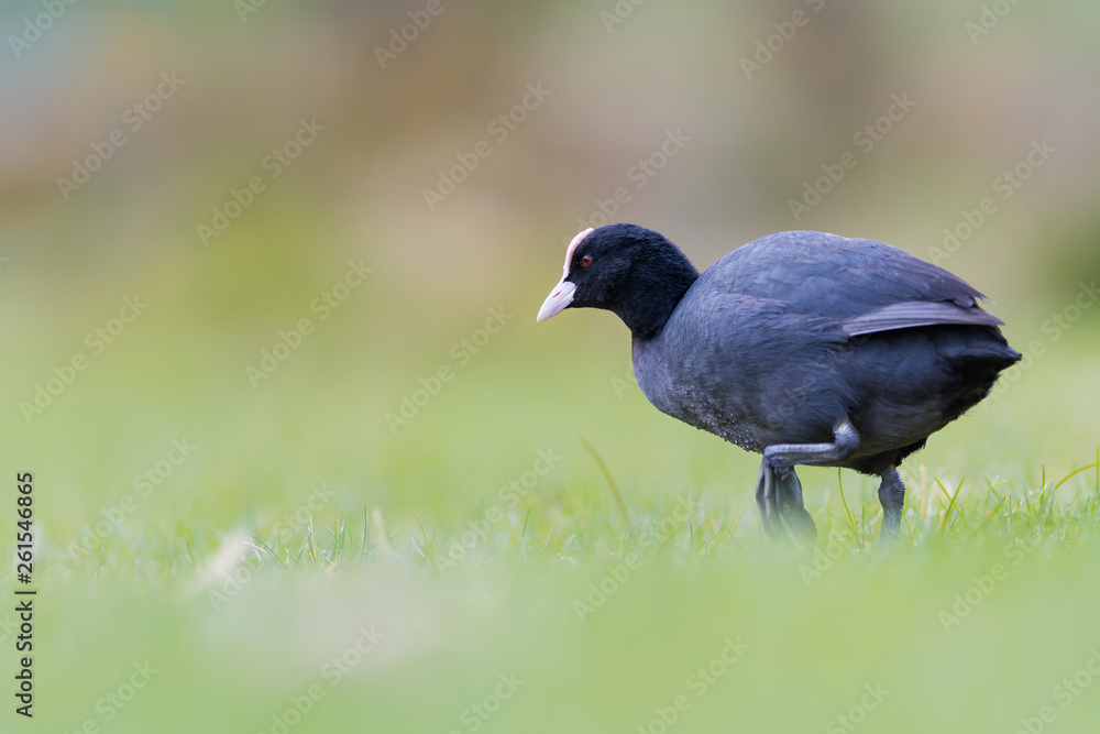 Obraz premium Eurasian coot walking in the grass, Latine Fulica atra. Blurry background, 