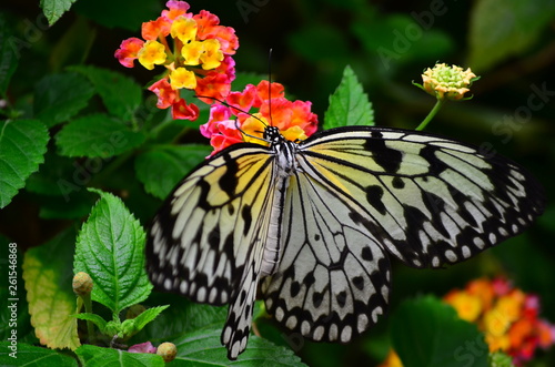 White Tree Nymph (Idea leuconoe) on Lantana (Lantana camara)