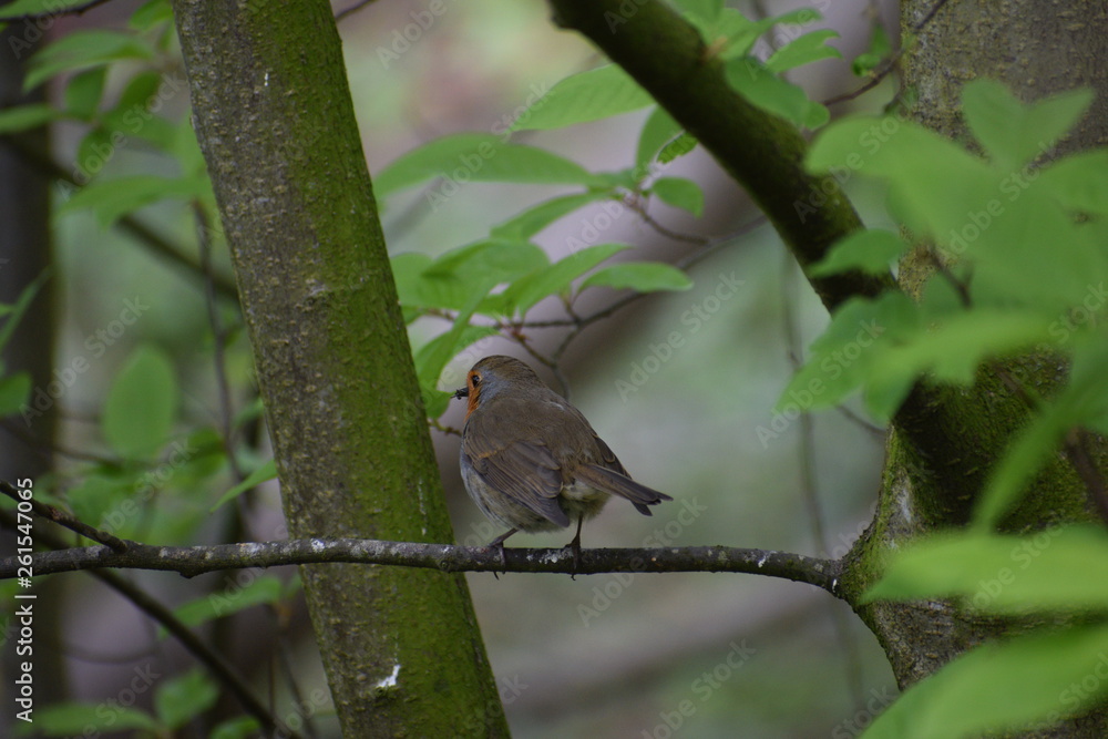 Fototapeta premium Robin on a branch