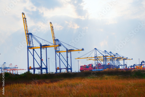 Golden grass and harbor photo