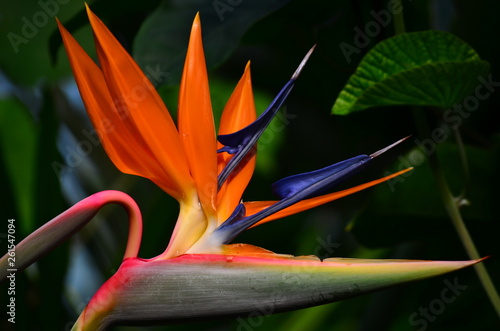 Bird of Paradise flower (Strelitzia reginae)