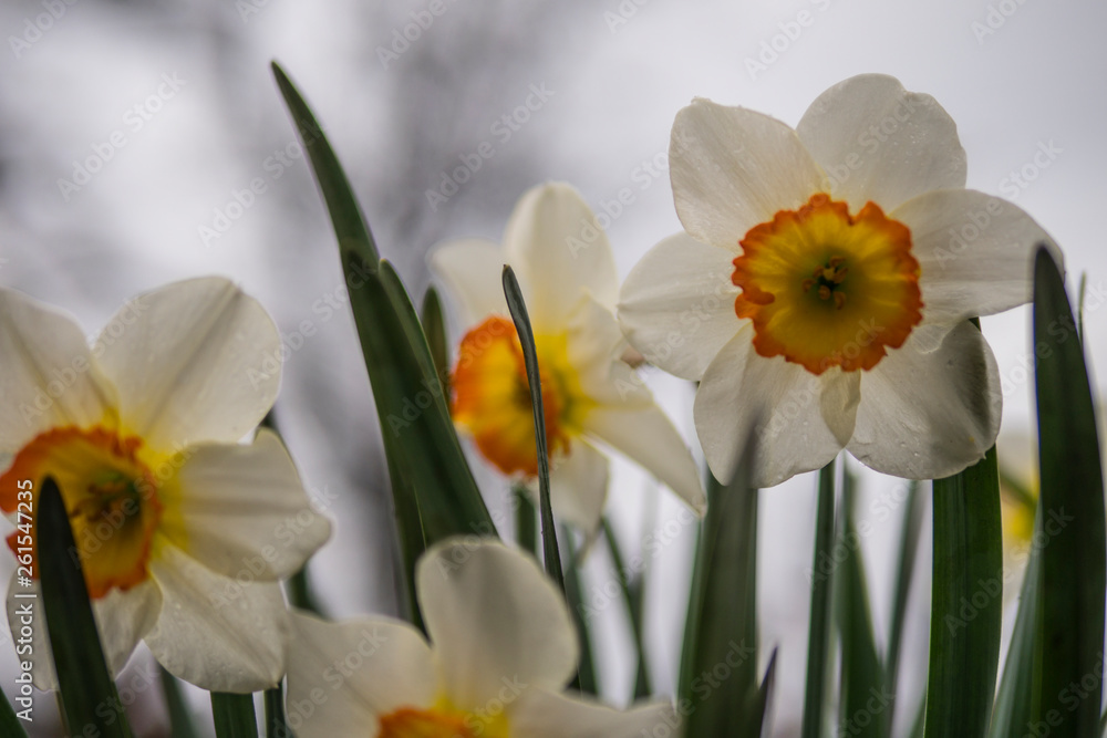 Fototapeta premium white daffodils close up