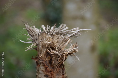 Frayed tree stump