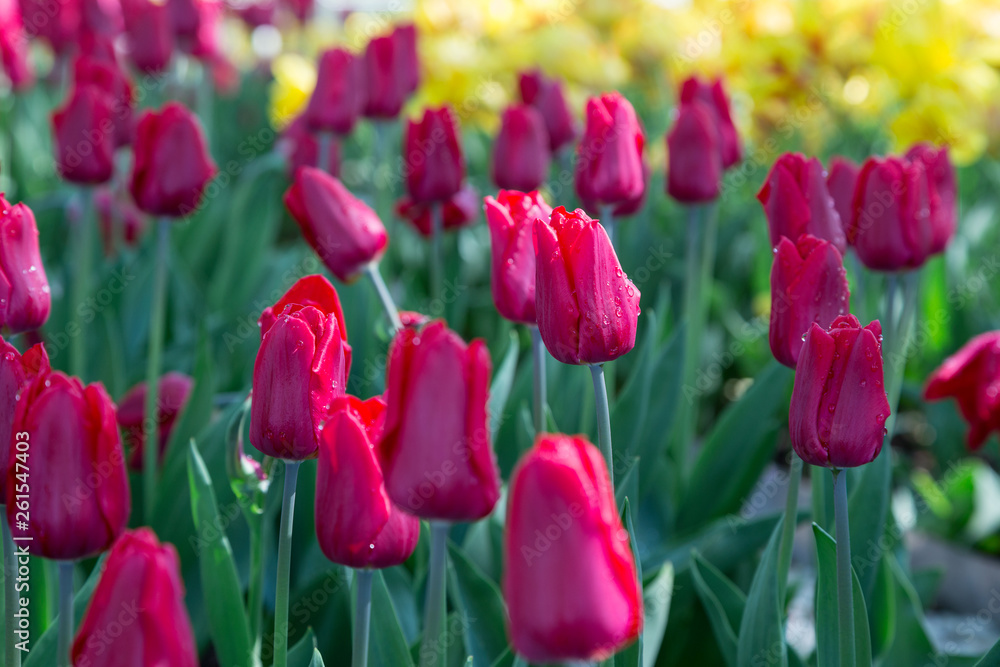 Spring, red tulips in dew drops on a flowerbed in a city park.