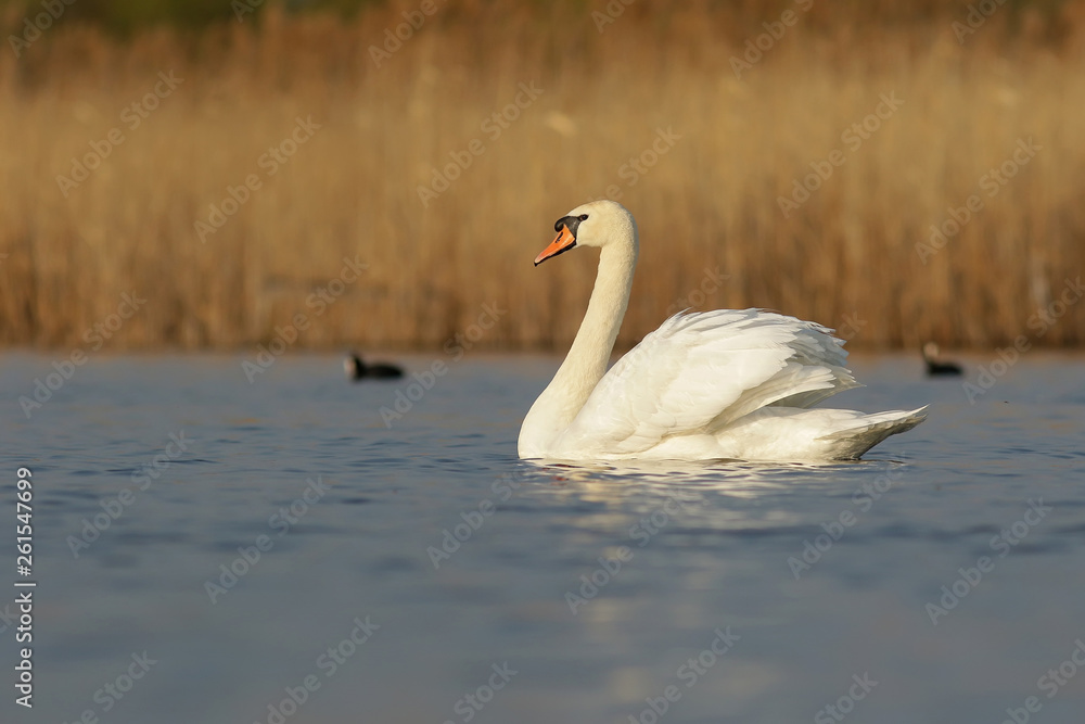 Obraz premium swan on the lake