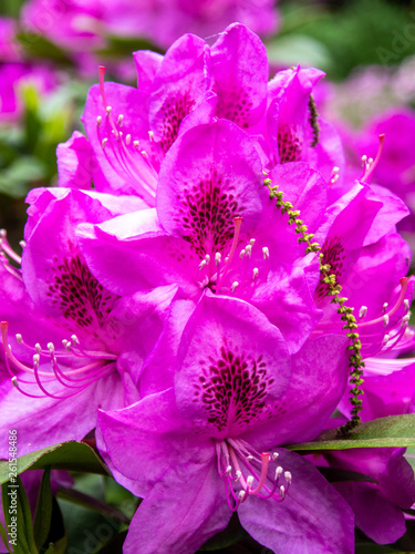 close up of purple-pink rhododendron flower