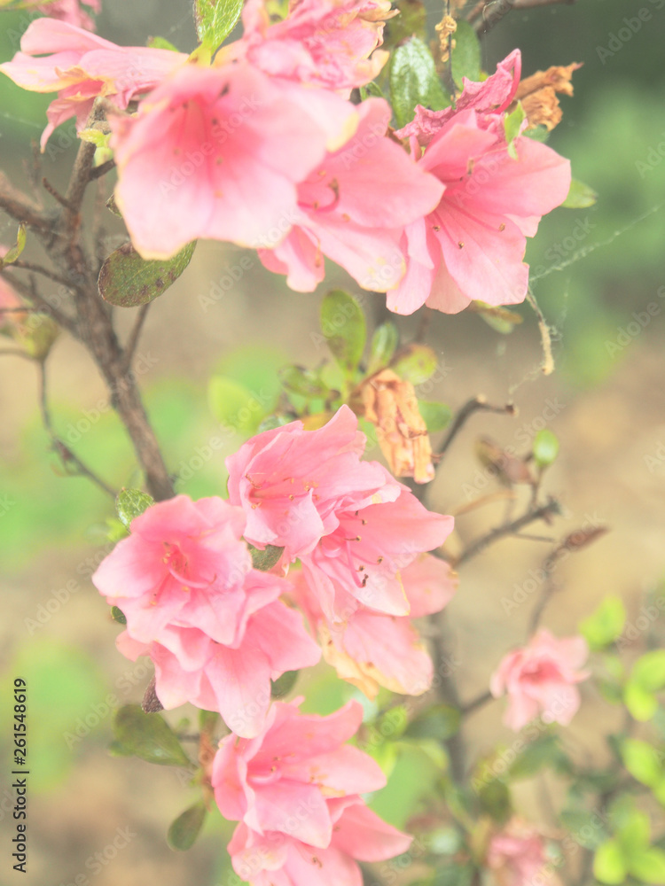 close view of pastel pink azalea in the garden close view of pastel pink azalea in the garden