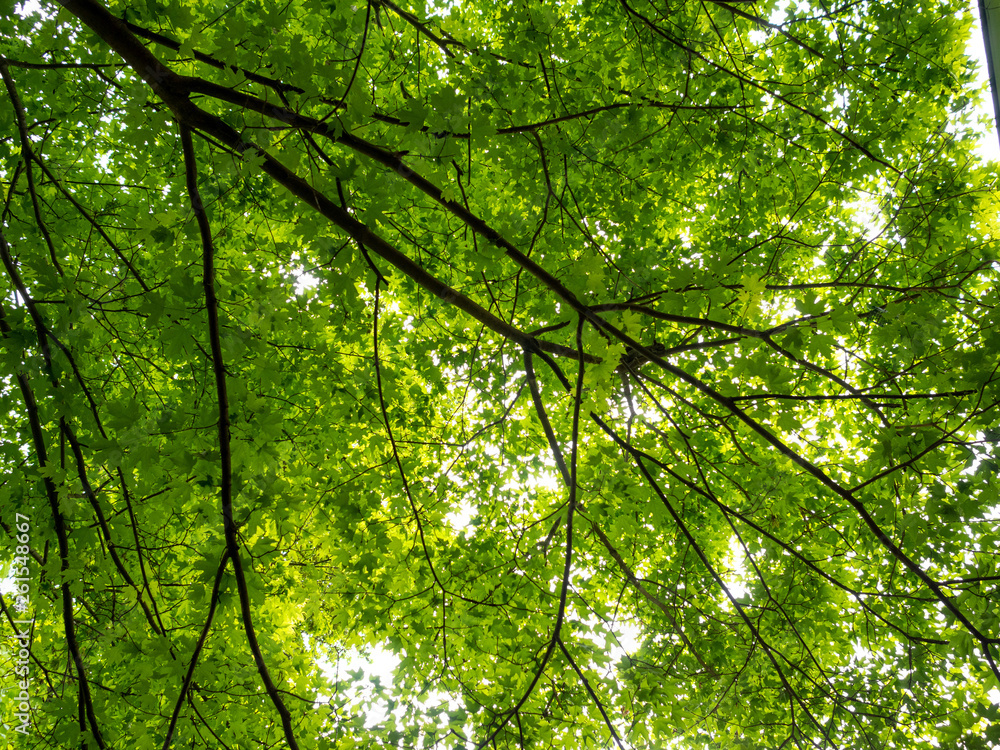 tree branches covered with fresh green leaves in the spring tree branches covered with fresh green leaves in the spring