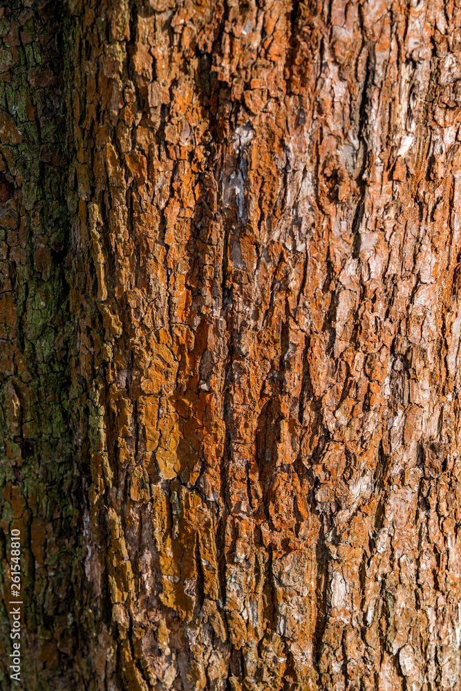 Fototapeta premium grobe rot-orange Baumrinde