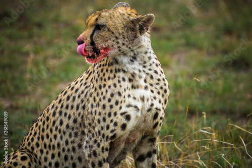 Canvas Print Animals of Africa
