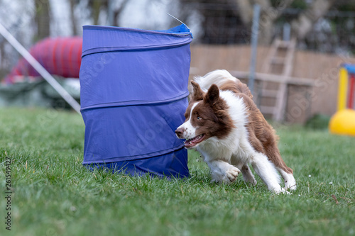 Border Collie läuft in einem  Hoopers Parcours um einen Kegel