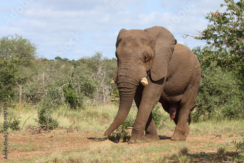 Afrikanischer Elefant   African elephant   Loxodonta africana