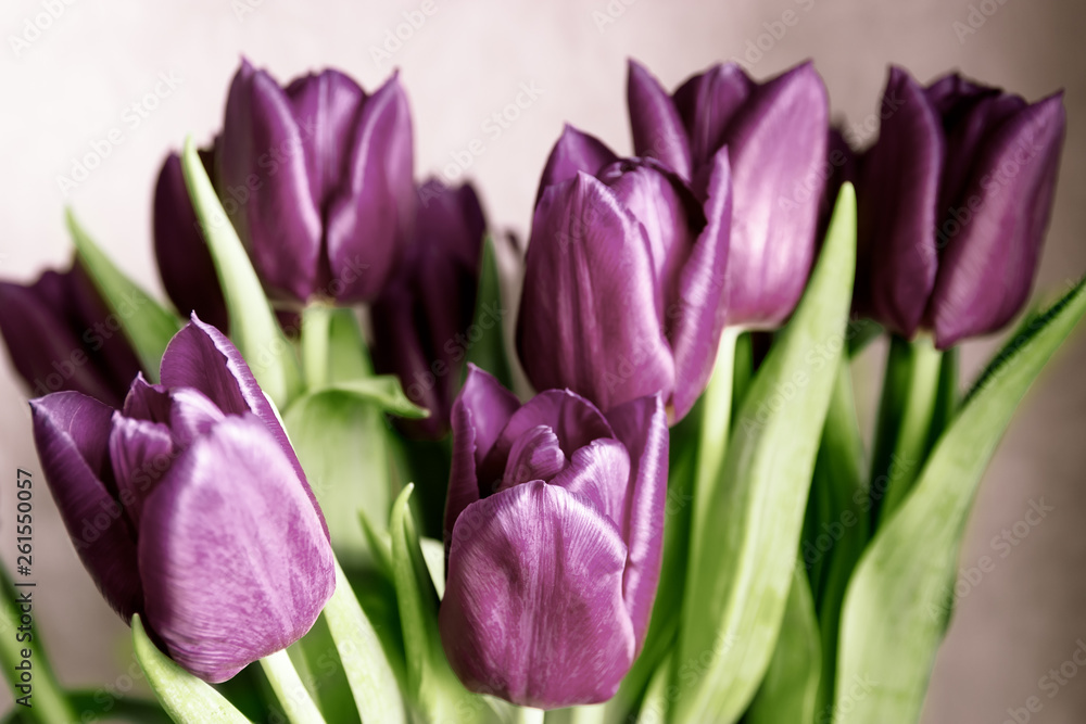 Purple tulips Purple tulips