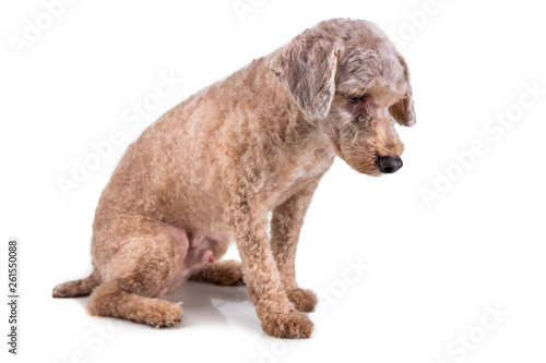Sad depressed poodle pet dog after short hair cut grooming © ThamKC