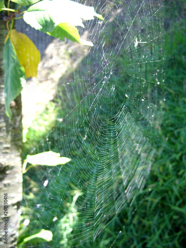 cobweb on tree