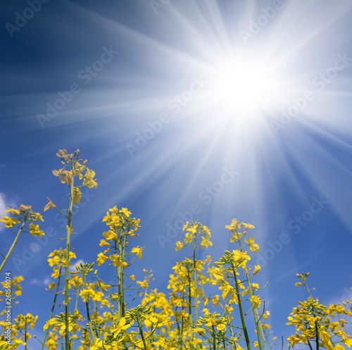Fototapeta Naklejka Na Ścianę i Meble -  closeup yellow rape flowers in the sparkle sun rays
