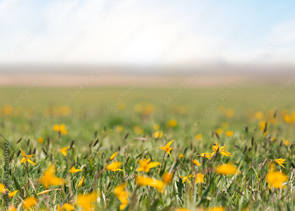 Fototapeta premium spring field with yellow wild tulip flowers