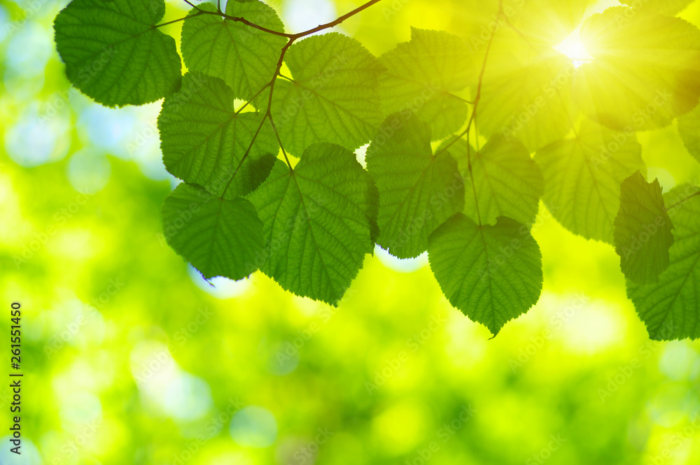 Green leaves on the sun. Green leaves on the sun.