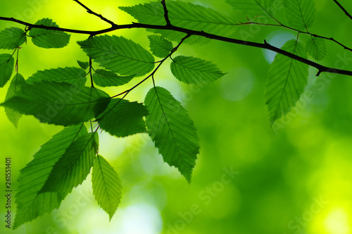 Green leaves on the spring tree