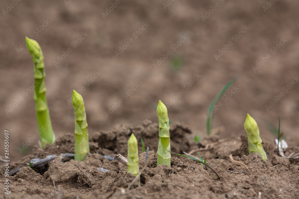 Junger Spargel im Detail Junger Spargel im Detail