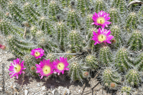 Echinocereus parkeri photo