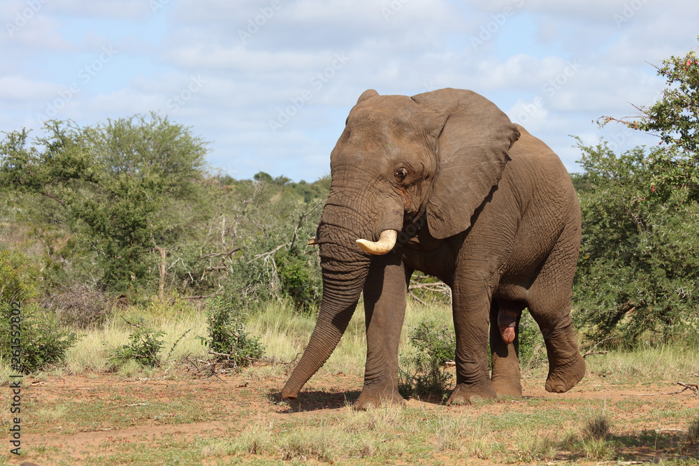 Afrikanischer Elefant / African elephant / Loxodonta africana