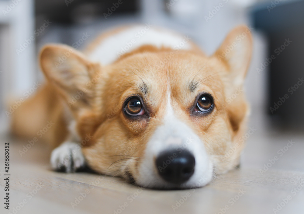 Bored welsh corgi pembroke dog lying down on the floor and looking up