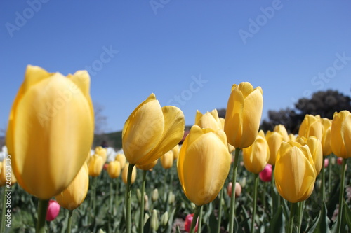 distesa di tulipani