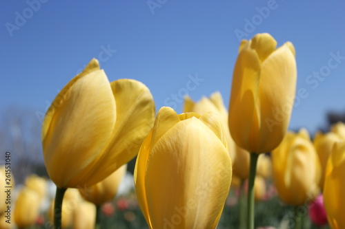 Tulipani gialli