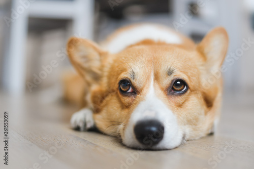 Bored welsh corgi pembroke dog lying down on the floor and looking up © Justyna
