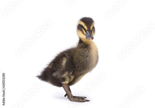Cute little newborn fluffy duckling. One young duck isolated on a white background. photo