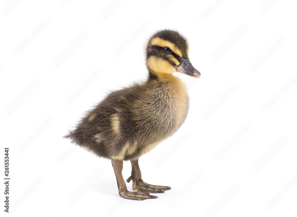 Cute little newborn fluffy duckling. One young duck isolated on a white background. Cute little newborn fluffy duckling. One young duck isolated on a white background.