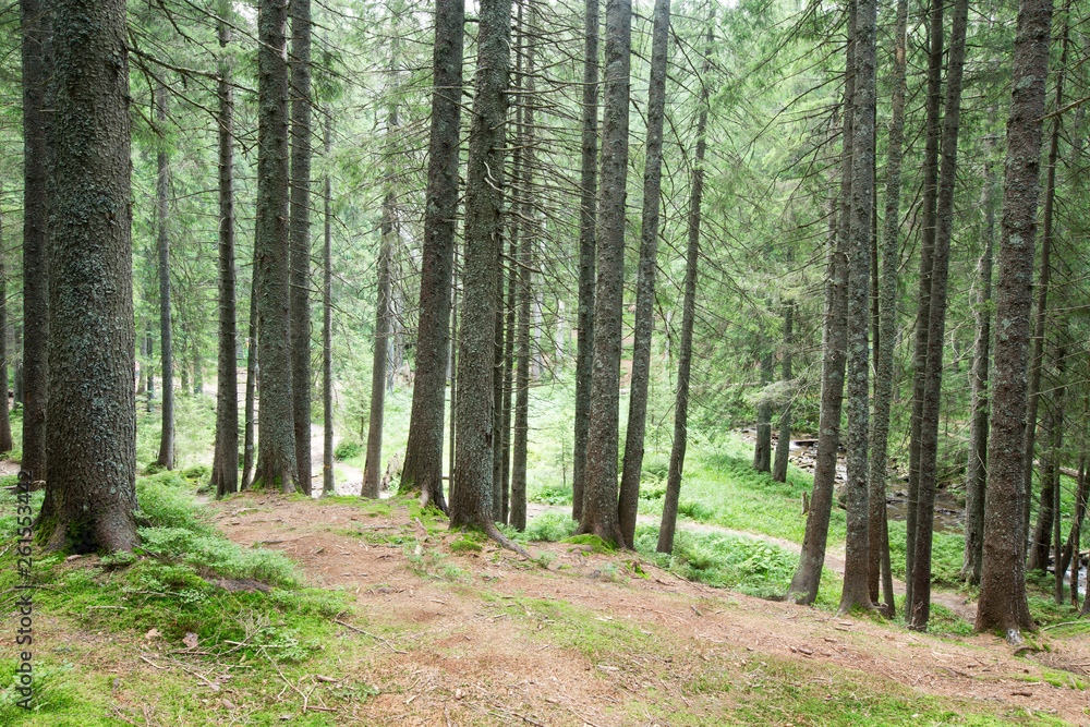 Fototapeta premium Forest trees. nature green wood sunlight backgrounds