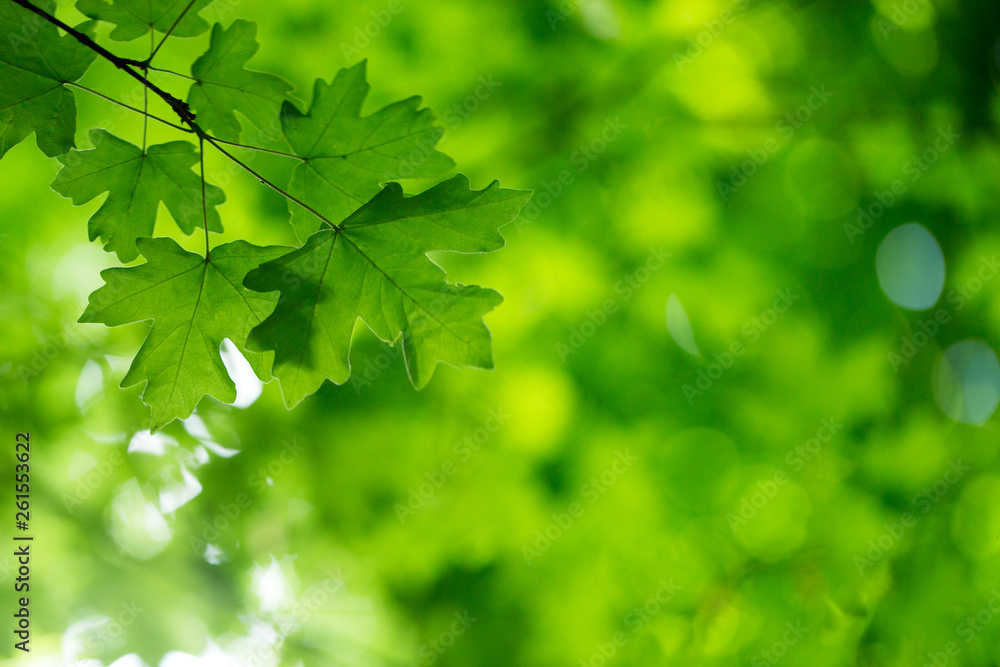 green leaves on the green backgrounds green leaves on the green backgrounds