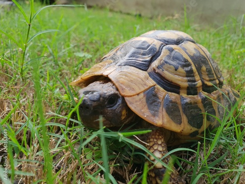 tartaruga di terra