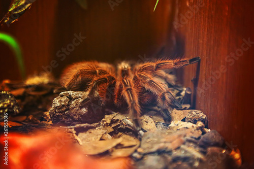 Big spider tarantula closeup photo