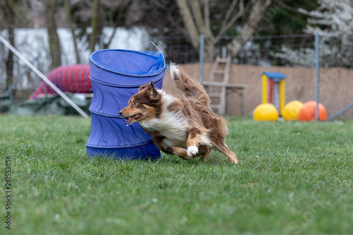 Border Collie läuft um Kegel im Hoopers Parcours