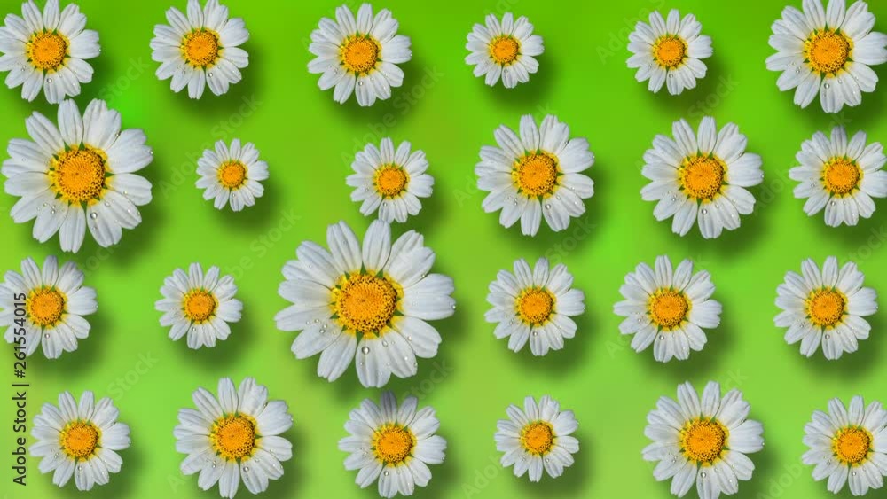 Floral pattern of white chamomile flowers on green background. 4k video. Floral pattern of white chamomile flowers on green background. 4k video.