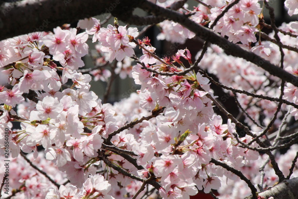 When the spring comes, we start to look forward to the Cherry blossom viewing (picnic party) in Japan. When the spring comes, we start to look forward to the Cherry blossom viewing (picnic party) in Japan.