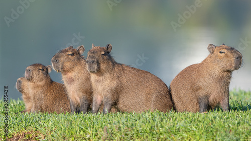 фотографія Capybara at dawn