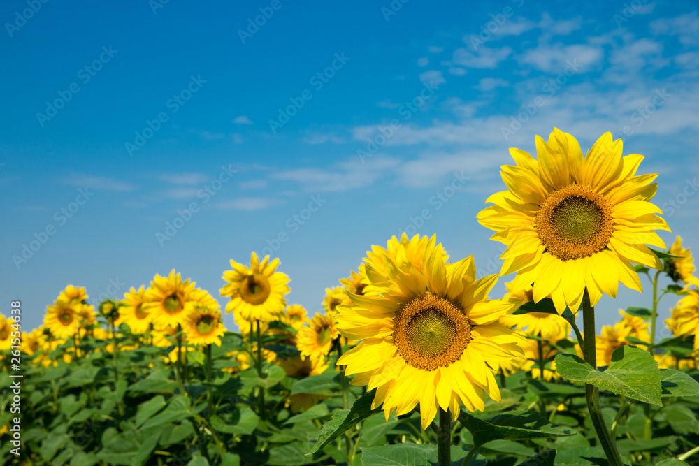 Fototapeta premium sunflower over cloudy blue sky