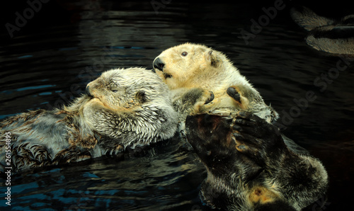 Couple of Wild Sea otters floating in the water