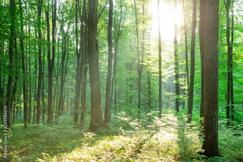 Obraz premium Drzewa leśne. natura zielone światło słoneczne drewna tła