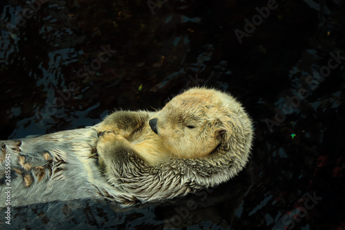 Wild Sea otter floating in the water