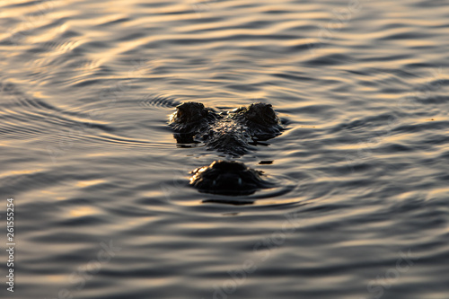 An American crocodile, Crocodylus acutus, comes up for air in Belize.  © ead72
