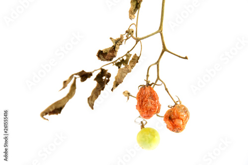 branch of tree with dry tomato on white background