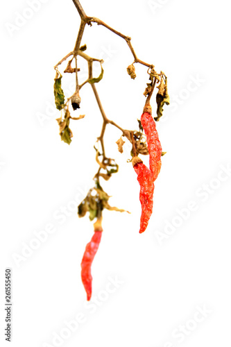 dried red chili pepper on white background