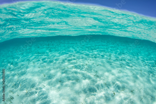 Clear, warm water flows over a sandy seafloor in the Caribbean Sea.